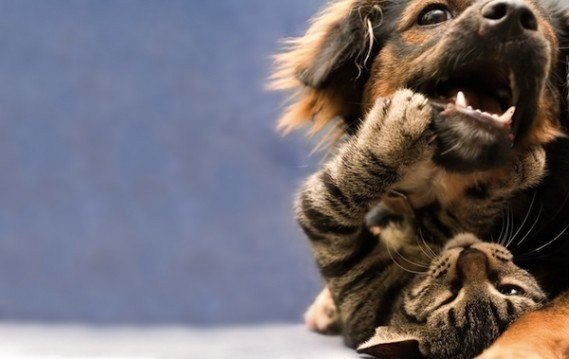   .#animal@travel.blog - 6