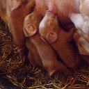 �� �������� . �� ������� ���� ����������