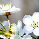  Natali,  -  23  2015   .