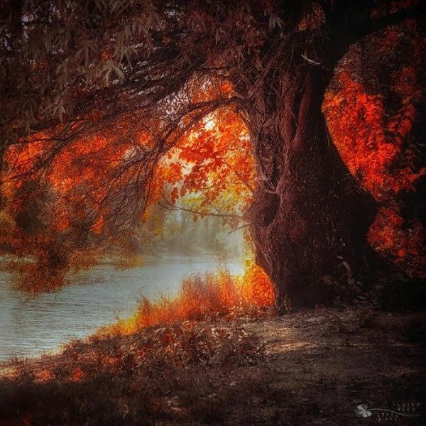   (Ildiko Neer)  -  .,    2009 . ... - 5