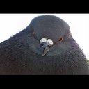 ���� ����, �����������, 30 ��� - ��������� 16 ������ 2015 � ������ ���� ����������