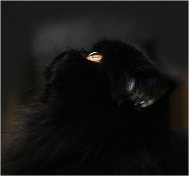 Без кота и жизнь не та - 18 февраля 2015 в 05:05