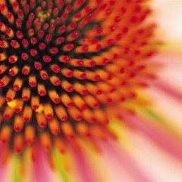 ���������, �����, 54 ����