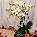 ���� ��������, ��������, 73 ���� - ��������� 26 ������� 2015 � ������ ��������-��������