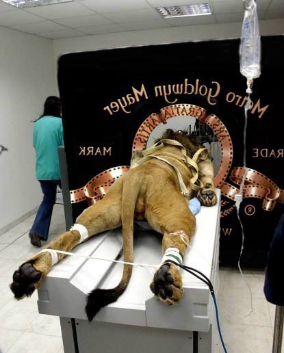   Metro Goldwyn Mayer.