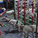 ������ ������ �� ������� ���� ����������