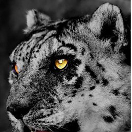 �������, ���������, 34 ����