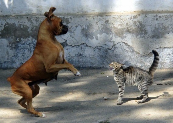   .#animal@travel.blog - 5