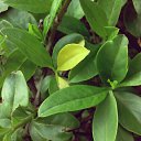 ���� ������, ����, 25 ��� - ��������� 28 ������ 2015