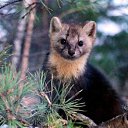 ���� ��������, �����������, 48 ��� - ��������� 8 ����� 2015 � ������ ������ ��������