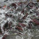 ���� ��������, ������ ���, 70 ��� - ��������� 14 ������� 2014 � ������ ���� ����������