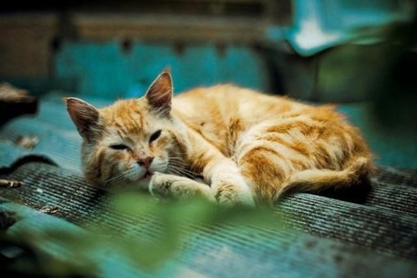 Неистовой суровости пост. Брутальные уличные коты — настоящие специалисты по выживанию. - 5