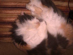 Я хочу показать вам своих очаровательных принцесс) Знаете, раньше кошек я считала независимыми и ... - 4