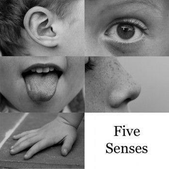 Чувства - Senses. вкус - taste зрение- sight обоняние - smell осязание - touch слух - hearing бегло ...