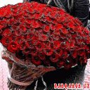 ���� �����, �����, 36 ��� - ��������� 11 ������� 2015 � ������ ���� ����������