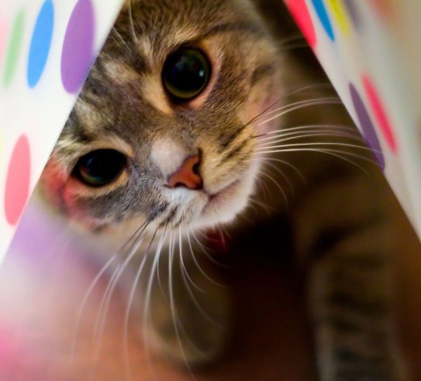 Котя, котенька, коток…. Мой котёнок, мой клубок…Котик – серенький хвосток!Ох, ты котик, ах, ... - 2
