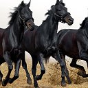 ���� ��������, �������, 65 ��� - ��������� 8 ������� 2015 � ������ ���� ����������