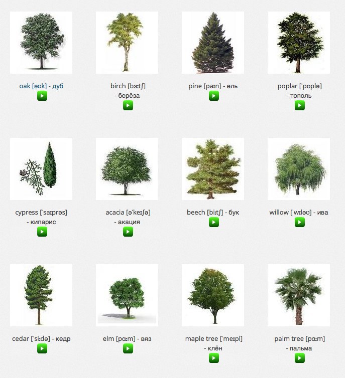 Красивое имена дерева