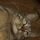  Alexa, -, 37  -  14  2015   Cats