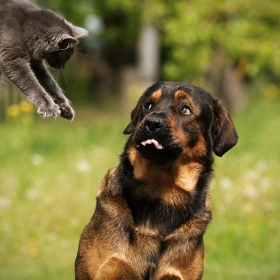   .#animal@travel.blog - 4