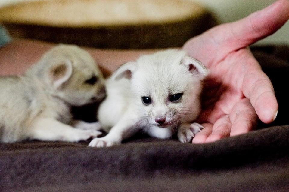 Zoo couple. Fox and Ferret foto.