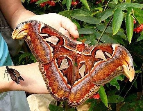       Attacus Atlas.     30 .