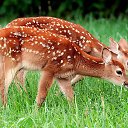 ���� �����, �������, 59 ��� - ��������� 25 ������ 2015 � ������ ������ ��������