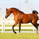 ���� �����, �������, 59 ��� - ��������� 25 ������ 2015 � ������ ������ ��������