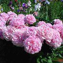 ���� �������, �����������, 61 ��� - ��������� 22 ����� 2015 � ������ ���� ����������