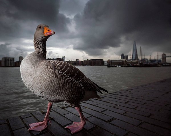   The British Wildlife Photography Awards