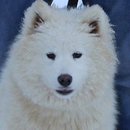 ����, ������ ��������, 37 ���