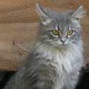 ���� �����, ������, 52 ���� - ��������� 15 ������� 2015 � ������ ���� ����������