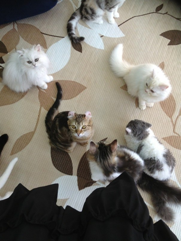 cat cafe - 4