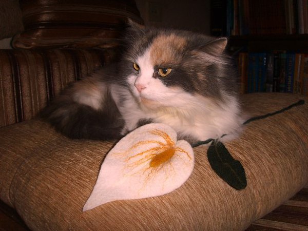 Я хочу показать вам своих очаровательных принцесс) Знаете, раньше кошек я считала независимыми и ... - 6