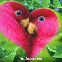 ���� �����, ��������� - ��������� 8 ������� 2015 � ������ ���� ����������