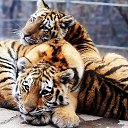 ���� �������, �������, 55 ��� - ��������� 12 ������ 2015 � ������ ���� ����������