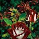 ���� �����, ������ - ��������� 7 ������ 2015 � ������ ������ ��������