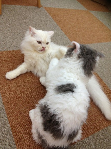 cat cafe - 5
