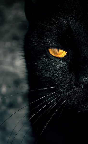 Черные кошки, наверное, самые грациозные и самые загадочные животные на планете. На кого-то они ... - 8