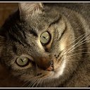  Alexa, -, 37  -  14  2015   Cats