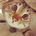 ���� �������, ����������-��-�����, 35 ��� - ��������� 7 ������ 2015 � ������ ���� ����������