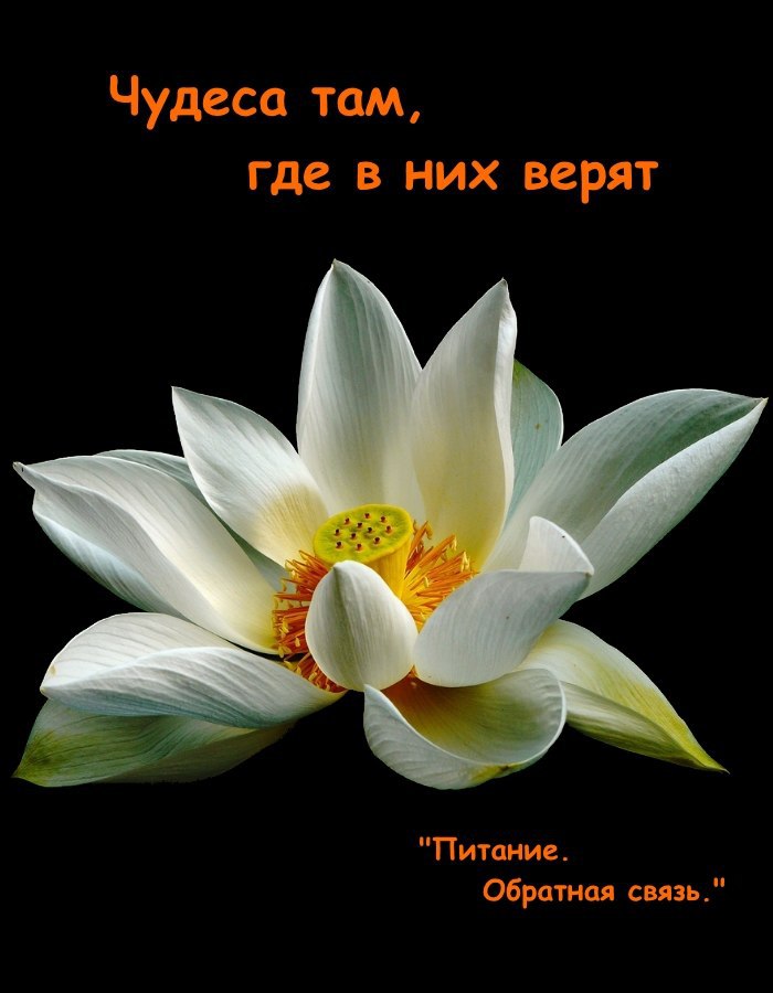  -     .   ,   ,   : ...