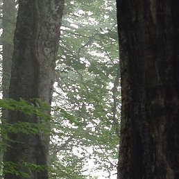 �������, ��������, 63 ����