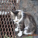 ���� ����, ��������, 62 ���� - ��������� 5 ������ 2015