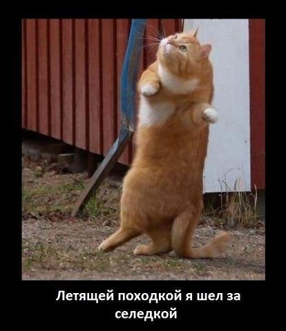   ,  : <a href=