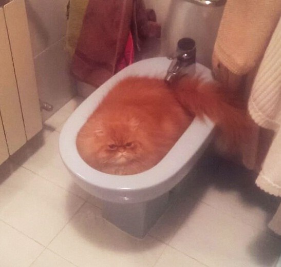 ,   
