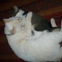  , , 51  -  11  2015    .