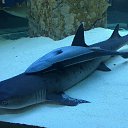 ���� �������, �����, 66 ��� - ��������� 19 ������ 2015 � ������ ���������� ������