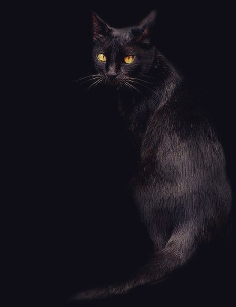 Без кота и жизнь не та - 18 февраля 2015 в 05:05 - 3