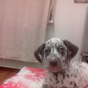 ���� Alia, �������, 48 ��� - ��������� 20 ������ 2015 � ������ ���� ����������